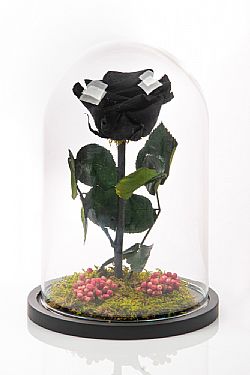 Aποχυμωμένο μαύρο τριαντάφυλλο.