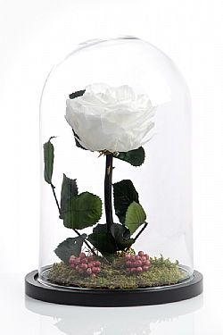 Αποχυμωμένο λευκό  τριαντάφυλλο.