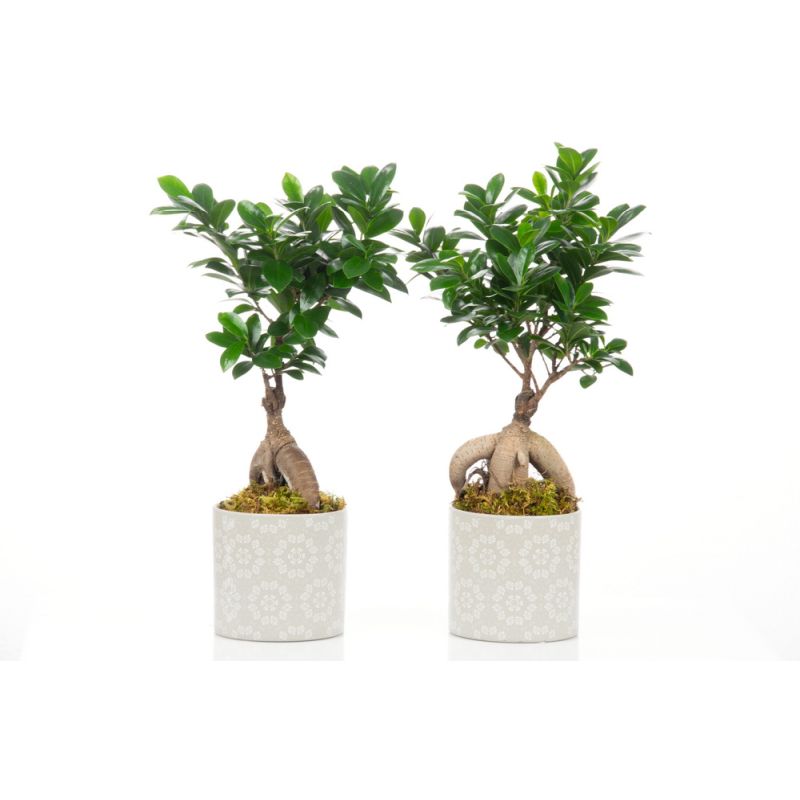 Δυο bonsai monde verde σε πήλινο.