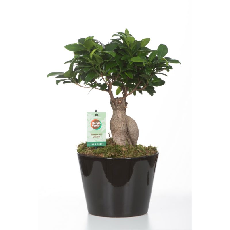 Bonsai monde verde.