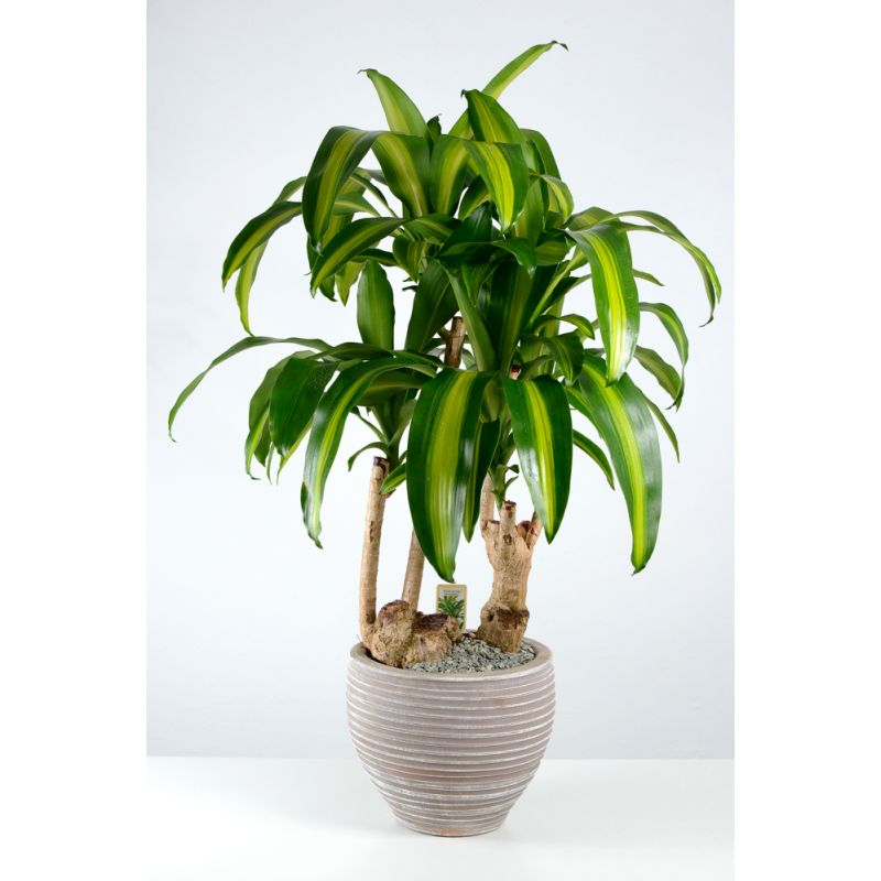 Dracaena Massangeana.