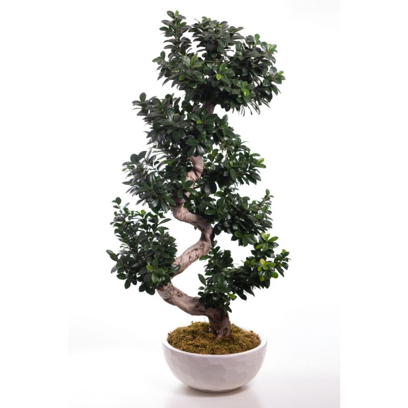 Bonsai monde verde σε λευκή βάση πορσελάνης.