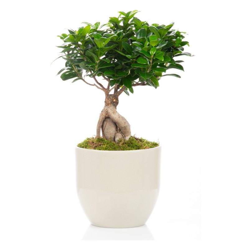 Bonsai monde verde σε πήλινο.