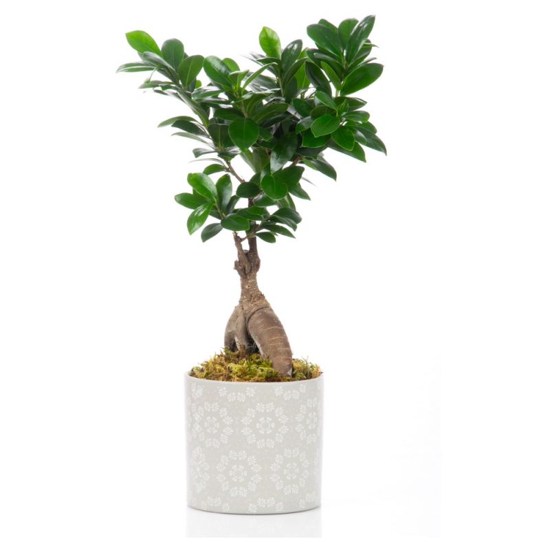 Bonsai monde verde σε πήλινο.