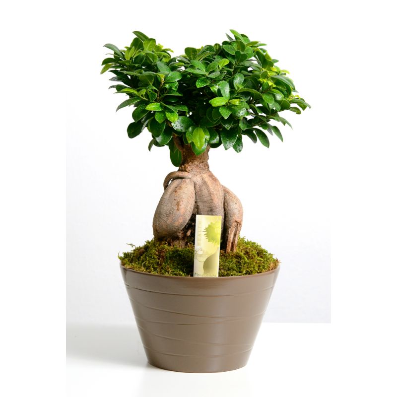 Bonsai monde verde.